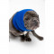 PHLBLU